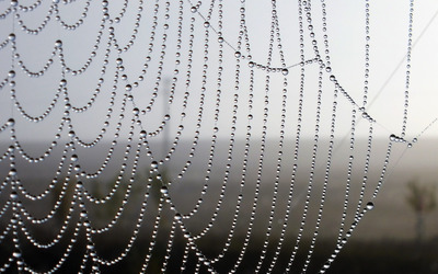 Wet spiderweb [2] wallpaper