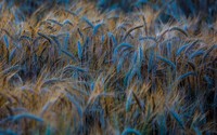 Wheat [2] wallpaper 2560x1600 jpg