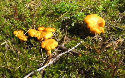 Yellow mushrooms wallpaper