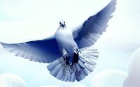 Dove with wings spread wallpaper 1920x1080 jpg