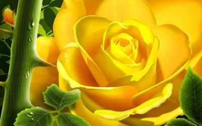 Yellow Rose wallpaper