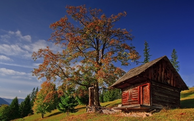 Old small wooden house under an autumn tree wallpaper