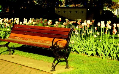 Tulips behind the bench [2] wallpaper